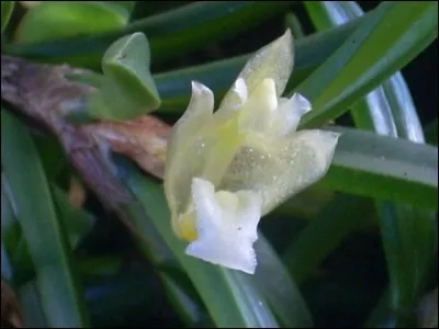 Et quelles couleurs allez-vous choisir d'offrir pour la tendresse et la séduction ?