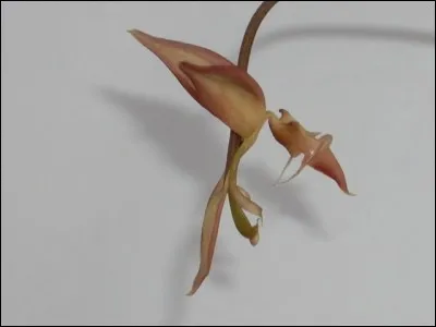 Quelle couleur allez-vous choisir pour exprimer le désir charnel ?