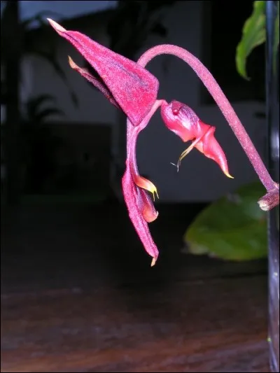 Quelle actrice pouvez-vous voir dans le film "L'Orchidée Sauvage" ?