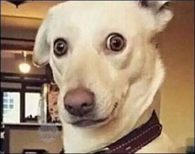 Quel est le mot qui rend votre chien ivre de bonheur ?