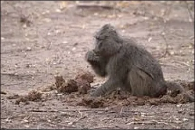 Certains animaux se nourrissent de matière fécale. Cette pratique a un nom ; quel est-il ?