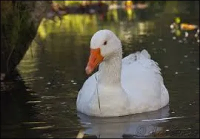"Caca d'oie" est un terme qui désigne un certaine couleur. Laquelle ?