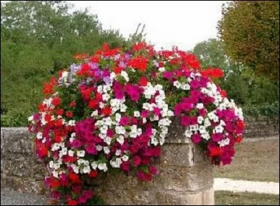 Les amoureux de nature commençaient à désespérer ! Aussi je leur présente ce magnifique bouquet de fleurs pour orner le jardin !