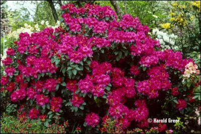 Ces arbustes trouveront aussi leur place dans le jardin, moyennant un peu de terre de bruyère !