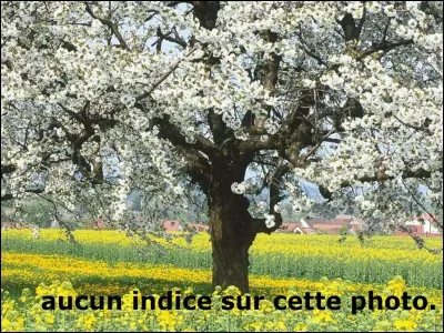 Allez, encore une petite chanson, pour faire plaisir aux anciens qui se souviennent de "Auprès de ma blonde" et qui vont nous dire quels arbustes étaient fleuris : "dans les jardins de mon père....... sont fleuris"
