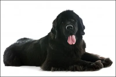 Quelle est la race de ce chien ?