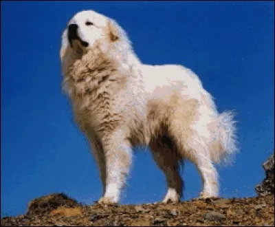 Quelle est la race de ce chien ?