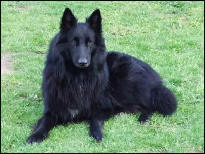 Quelle est la race de ce chien ?