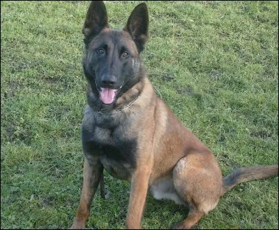 Quelle est la race de ce chien ?