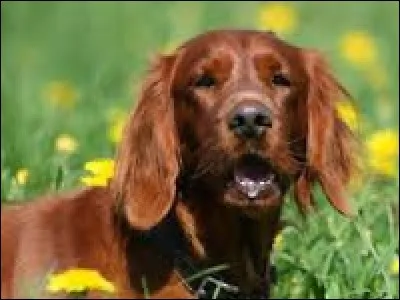 Quelle est la race de ce chien ?