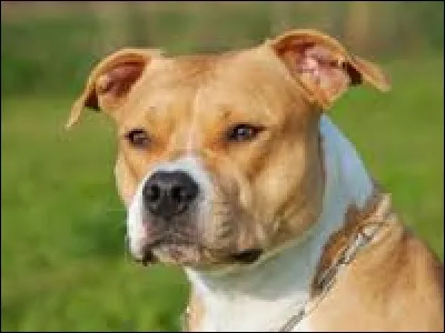 Quelle est la race de ce chien ?