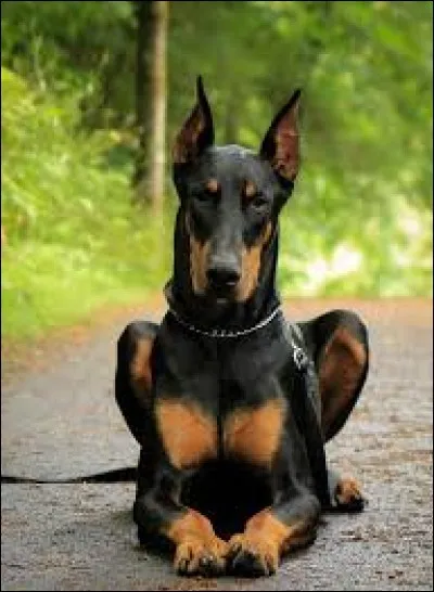 Quelle est la race de ce chien ?