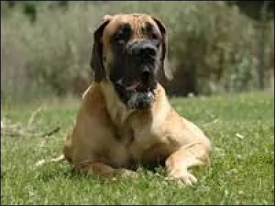 Quelle est la race de ce chien ?