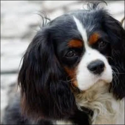 Quelle est la race de ce chien ?