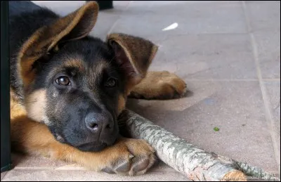 Quelle est la race de ce chien ?