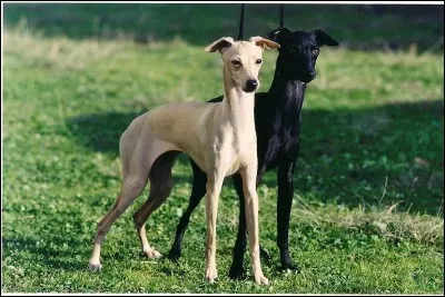 Quelle est la race de ce chien ?