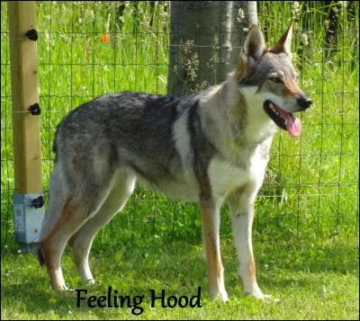 Quelle est la race de ce chien ?