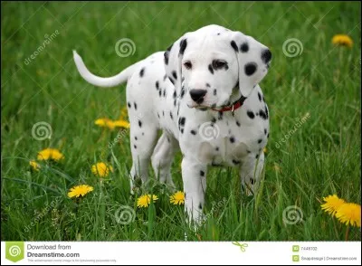 Quelle est la race de ce chien ?