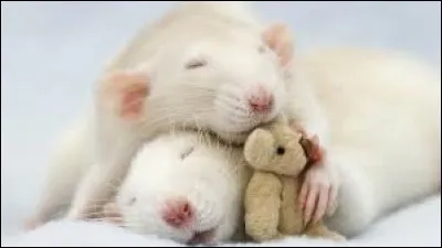 Quel temple est dédié aux rats, dans le monde ?