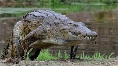 Qu'aurait un jour fait un crocodile au Burkina Faso, d'après la légende ?