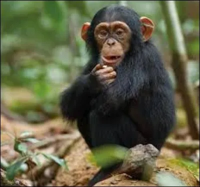 Où considère-t-on les singes comme les égaux de l'homme ?