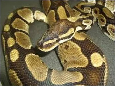 Où vénère-t-on les pythons royaux ?