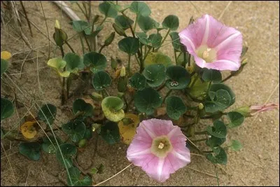 Si je vous dis : « Bosse en Afrique du Nord », vous répondez :