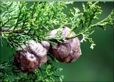 De quel conifère ce fruit provient-il ?