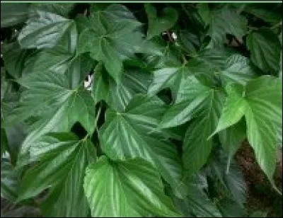 Quel arbre donne ces feuilles dont on apprécie l'ombre ?