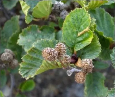 Que reconnaissez-vous ici ?