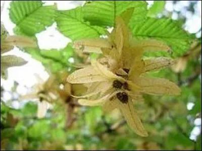 Quel arbre produit ces fruits ?