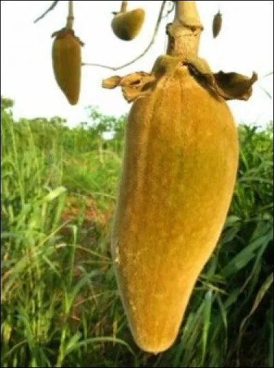 Ce fruit est produit par l'eucalyptus.