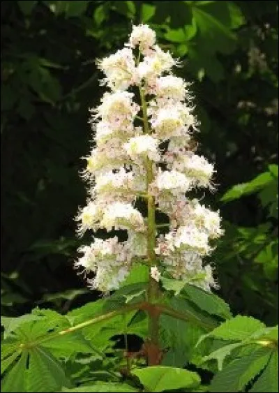 D'où provient cette fleur ?