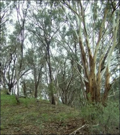 Quel est cet arbre qui brûle aisément ?
