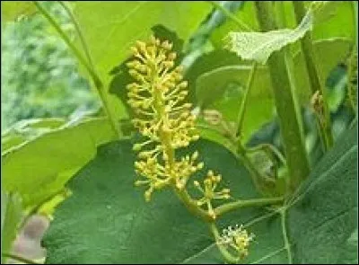 Quels fruits cette plante va-t-elle donner ?