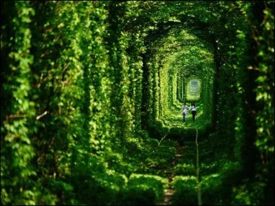 Le tunnel de l'amour est une voie verte situ&eacute; &agrave; Klevan en Ukraine. Impressionnant par sa v&eacute;g&eacute;tation et ses couleurs verdoyantes qui prennent vie &agrave; chaque lueur du soleil, ce tunnel est le parfait exemple d'une nature &eacute;panouie qui a su reprendre possession des lieux. Le mythe auquel ce tunnel doit son nom est le suivant : chaque couple qui traverse le tunnel en marchant peut faire un v�u. &Agrave; quelle condition celui-ci se r&eacute;alisera-t-il ?