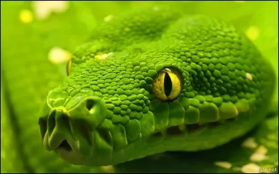 D'après vous, pourquoi ce serpent est-il vert ?