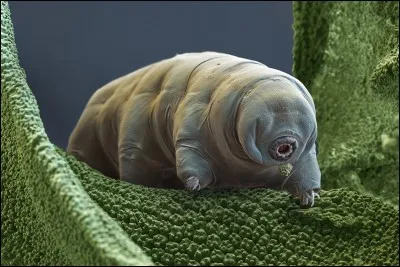 Quel est cet animal ?