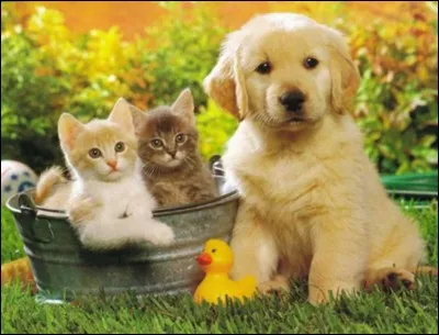 Ton animal préféré est le...