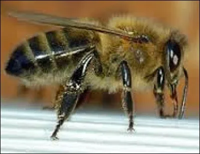 Sans les abeilles ce serait la fin du monde.