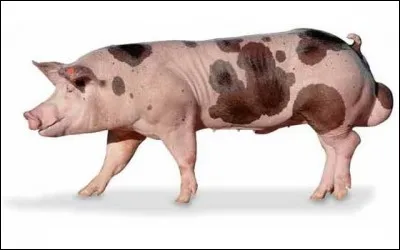 Cette race de porc belge à robe blanche tachetée de noir s'appelle :