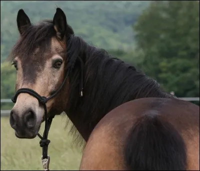 Quand la robe du cheval a la couleur du poil du loup, on l'appelle :