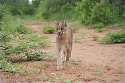 Comment s'appelle ce félin d'Afrique et d'Asie, à robe fauve ?