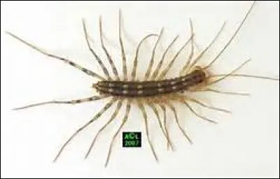 HUIT - Laquelle de ces bêtes possède huit pattes ?