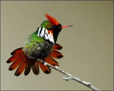 Quel est ce merveilleux oiseau dont le synonyme pourrait être "chic" ou "soignée" ?