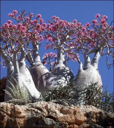 Qu'est-ce qui était extraordinaire pour Charles Trénet ?