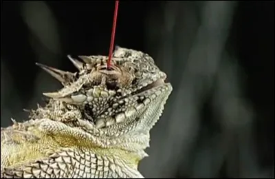 Quel est cet animal qui peut projeter du sang par le coin de ses yeux et, grâce au goût désagréable de ce liquide, dissuader le prédateur ?
