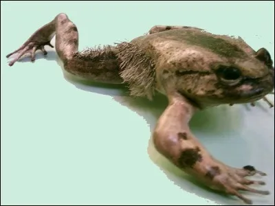 Lorsqu'il se sent en danger, les os de cet animal transpercent la peau de ses pattes, comme les griffes de Wolverine ! Quel est son nom ?