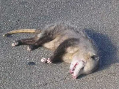 Cet animal s'immobilise pour simuler sa mort et tromper son prédateur. De quel animal s'agit-il ?