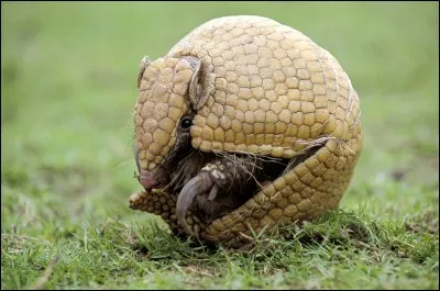 Quel est cet animal qui se met en boule et laisse la solidité de sa carapace déjouer le prédateur ?